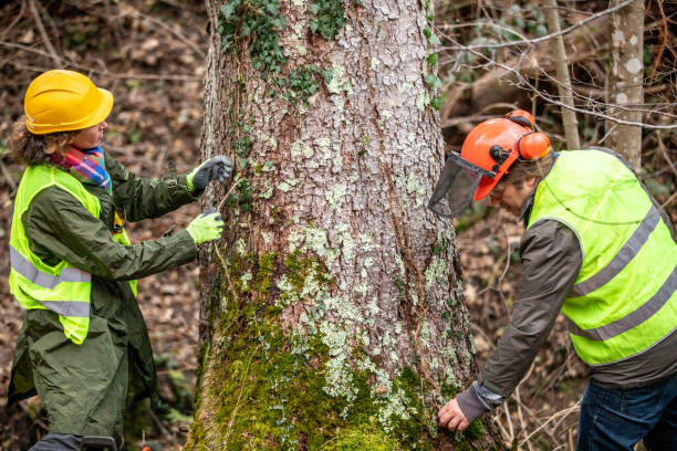 Best Tree Disease Treatment  in University Of Lifornia Santa Barbara, CA