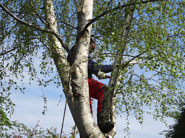 Best Commercial Tree Services  in University Of Lifornia Santa Barbara, CA